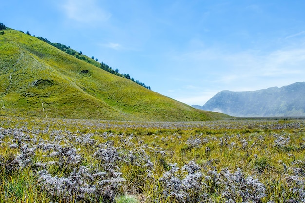 Savana Field Parque Nacional Bromo Tengger East Java Indonésia