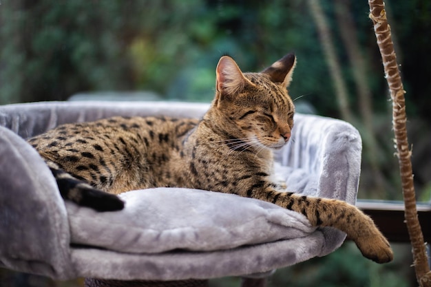 Savannah-Katze sitzt auf einem Sockelkissen vor einem grünen Hintergrund