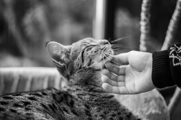 Savannah-Katze sitzt auf einem Sockelkissen vor einem grünen Hintergrund