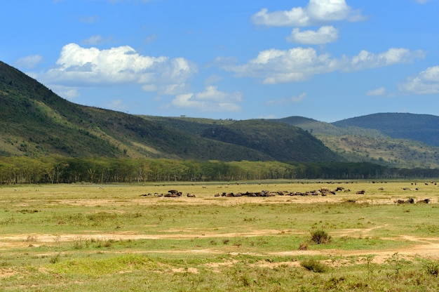 Savannah no parque nacional da áfrica, quênia