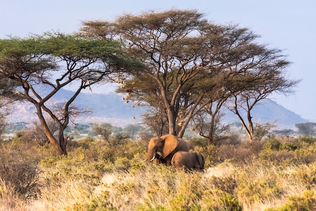 Savanne mit wilden Elefanten. Kenia, Afrika