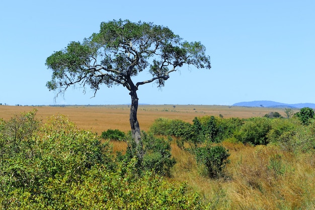 Foto savannenlandschaft im nationalpark in kenia