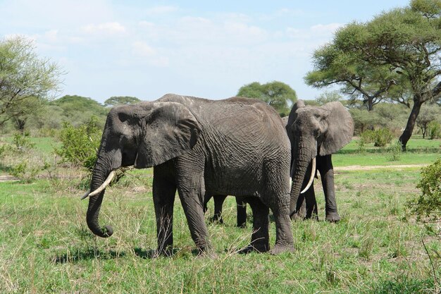 Savannenlandschaft mit Elefanten in Afrika