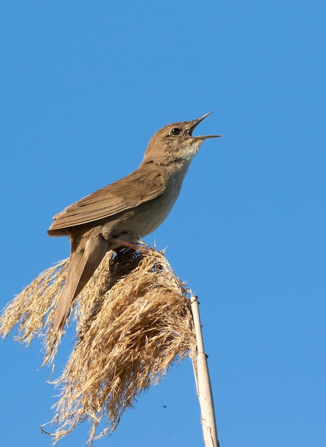 Savi39s reinita Locustella luscinioides El pájaro macho canta mientras está sentado encima de una caña