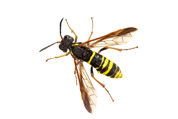 Sawfly Tenthredo auf weißem Hintergrund