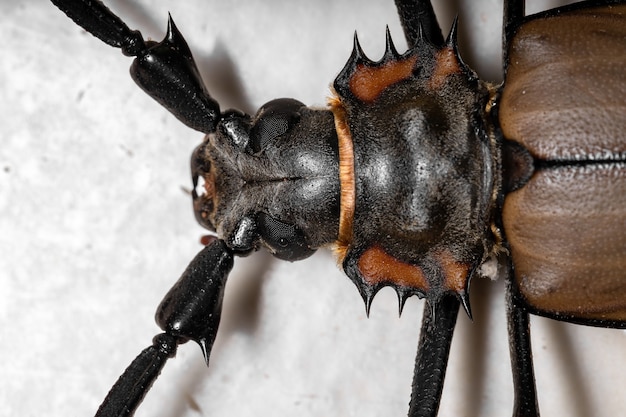 Sawyer Gigante Adulto Imperioso da espécie Enoplocerus armillatus com foco seletivo