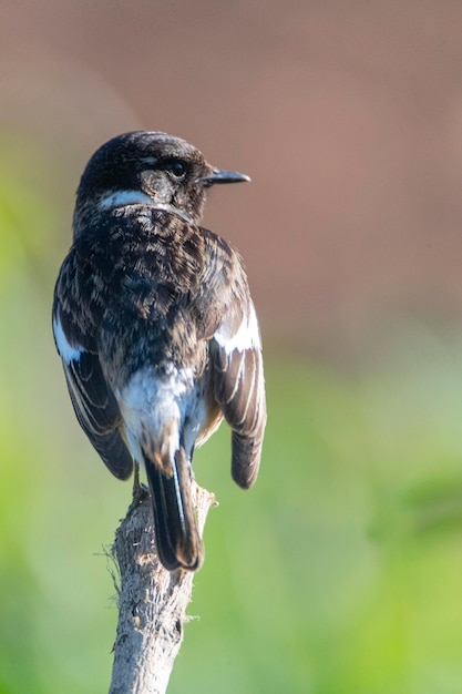 Saxicola rubicola Malaga, Espanha