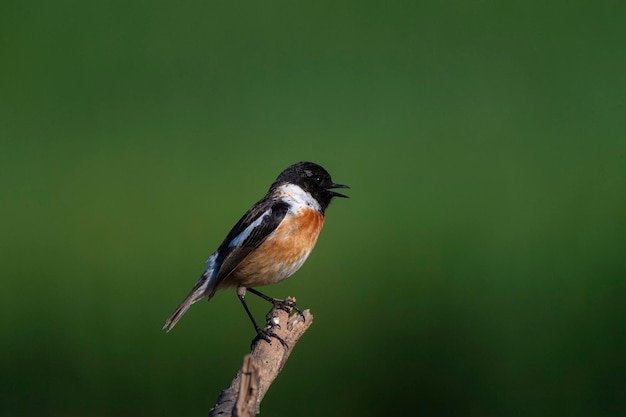 Foto saxicola rubicola malaga, espanha