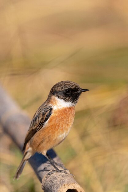 Saxicola rubicola Malaga, Espanha