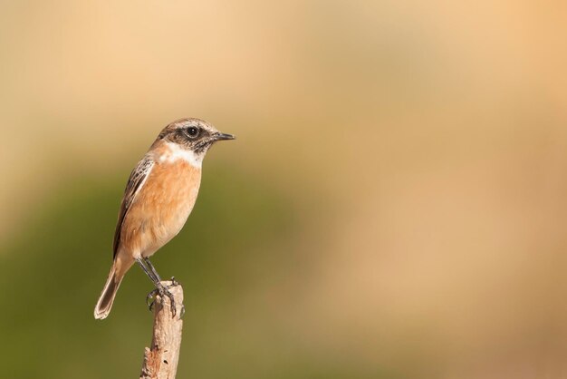 Foto saxicola torquatus - la piedra de piedra africana es una especie de ave paseriforme de muscicapidae.