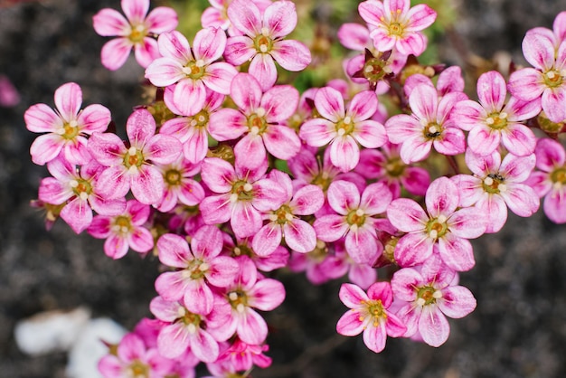 Saxifraga floreciente en primavera en el jardín