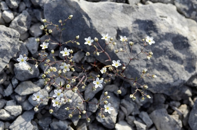 Saxifraga tridactylites en flor Crece en suelos pedregosos