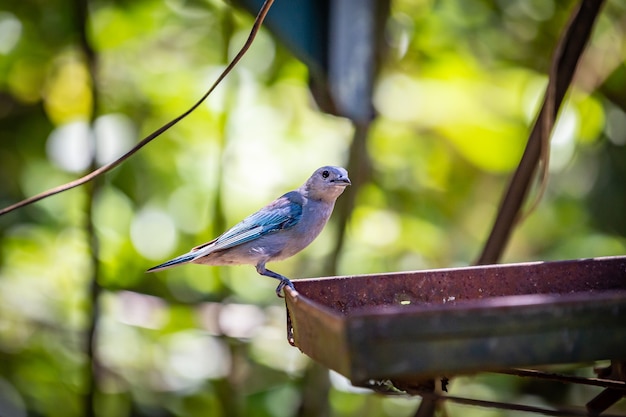 Sayaca Tanager (Tangara Sayaca) pájaro comiendo plátano en el campo de Brasil