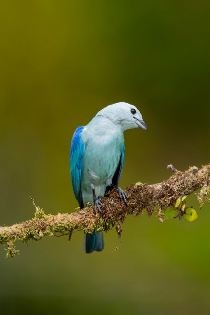 Sayaca tanager Thraupis sayaca en la selva tropical de Costa Rica en una foto de stock de una rama