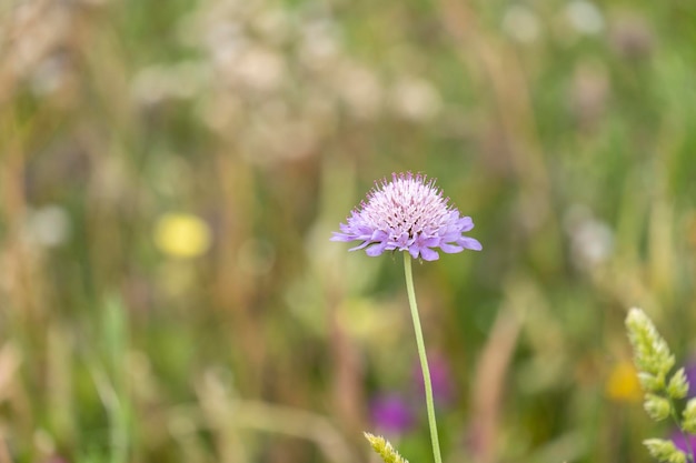 Scabiosa atropurpurea Nadelkissenblumenpflanze mit schönen lila und weißen Blüten mit lila St