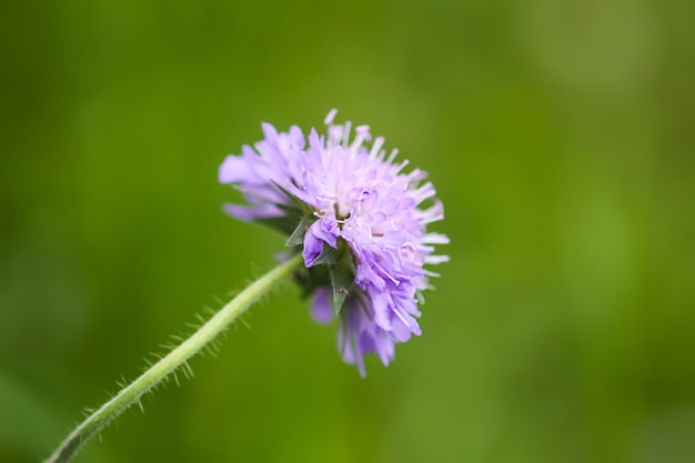 Scabiosa columbaria planta flor silvestre púrpura en un campo de verano