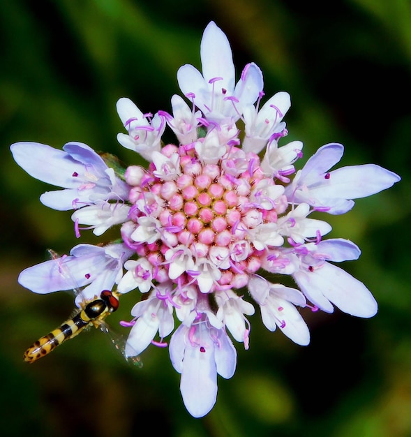 Scabiosa é um gênero da antiga família Dipsacaceae agora subfamília Caprifoliaceae