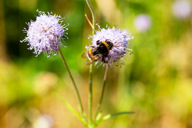 Scabiosa rosa Blume mit Hummelfütterung und verschwommenen Pflanzen mit Blumen im Hintergrund