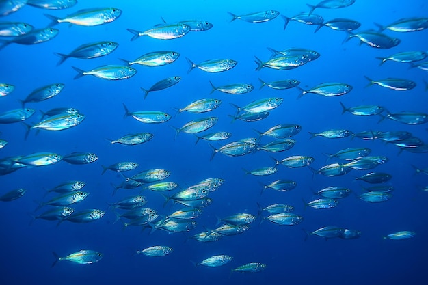 scad jamb bajo el agua/ecosistema marino, gran escuela de peces sobre un fondo azul, peces abstractos vivos