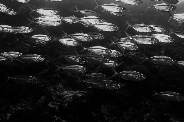 scad jamb bajo el agua/ecosistema marino, gran escuela de peces sobre un fondo azul, peces abstractos vivos