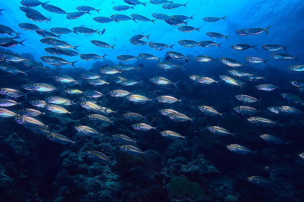 scad jamb bajo el agua/ecosistema marino, gran escuela de peces sobre un fondo azul, peces abstractos vivos