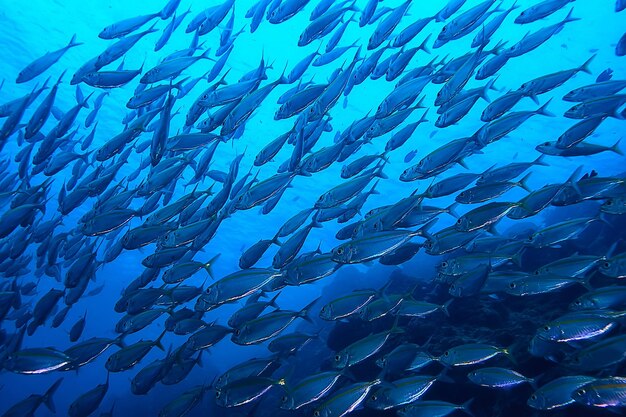 scad jamb bajo el agua/ecosistema marino, gran escuela de peces sobre un fondo azul, peces abstractos vivos