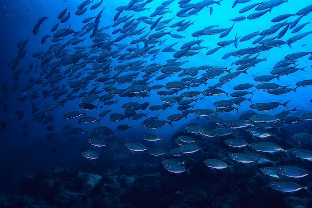 scad jamb bajo el agua/ecosistema marino, gran escuela de peces sobre un fondo azul, peces abstractos vivos