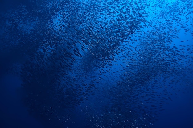 scad jamb bajo el agua/ecosistema marino, gran escuela de peces sobre un fondo azul, peces abstractos vivos