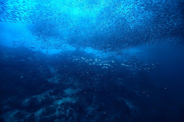 scad jamb sob a água / ecossistema marinho, grande cardume de peixes em um fundo azul, peixes abstratos vivos