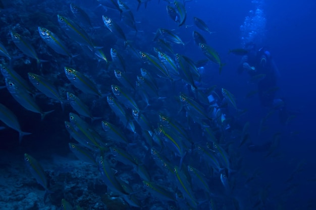 scad jamb sob a água / ecossistema marinho, grande cardume de peixes em um fundo azul, peixes abstratos vivos