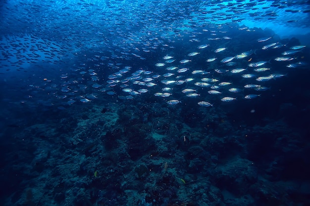 scad jamb sob a água / ecossistema marinho, grande cardume de peixes em um fundo azul, peixes abstratos vivos