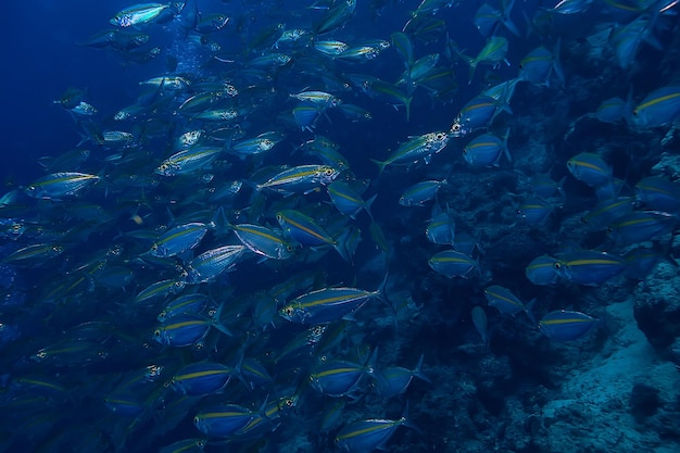 Scad jamb sob a água / ecossistema marinho, grande cardume de peixes em um fundo azul, peixes abstratos vivos