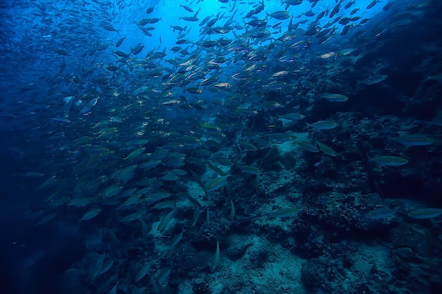 scad jamb sob a água / ecossistema marinho, grande cardume de peixes em um fundo azul, peixes abstratos vivos