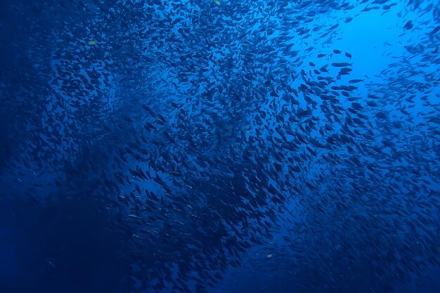 Scad Pfosten unter Wasser / Meeresökosystem, große Fischschwärme auf blauem Hintergrund, abstrakter Fisch am Leben
