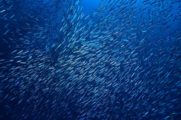 Scad Pfosten unter Wasser / Meeresökosystem, große Fischschwärme auf blauem Hintergrund, abstrakter Fisch am Leben