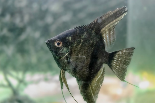 Scalaria Pterophyllum: un género de peces de la familia tsichlovyh. De cerca. Enfoque selectivo.