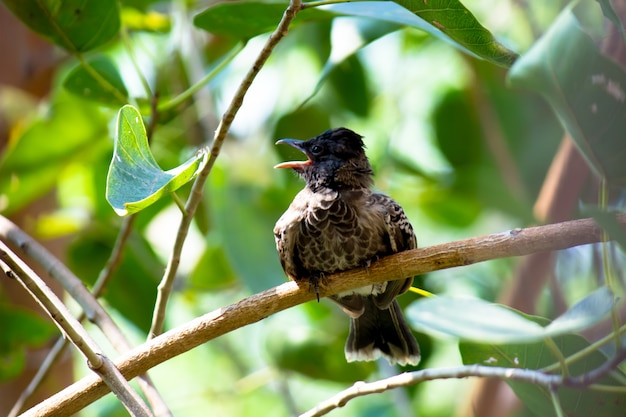 Scally Breasted Munia sitzt auf dem Ast in seiner natürlichen Umgebung