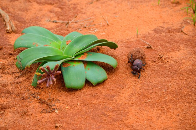 Scarabaeus sacer rodando una bola de estiércol cerca de la planta