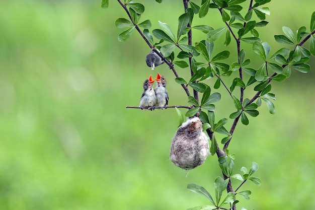 Scarlet-Headed Flowerpecker Vogel füttert seine Jungen auf Ast, Dicaeum trochileum Vogel auf Ast