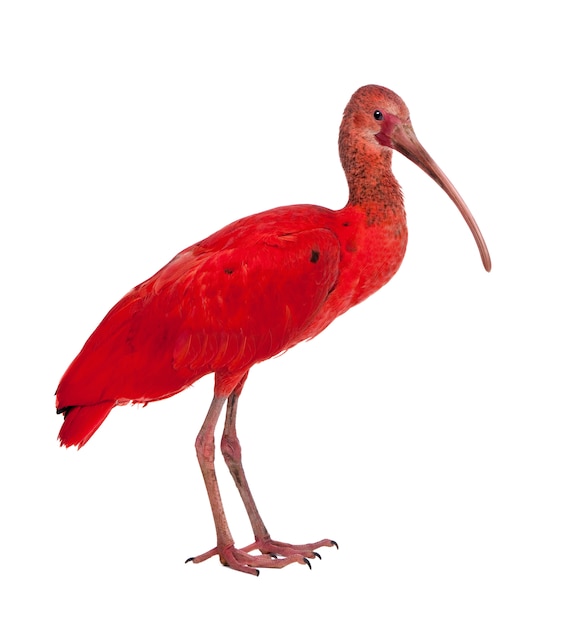 Scarlet Ibis - Eudocimus ruber en un blanco aislado