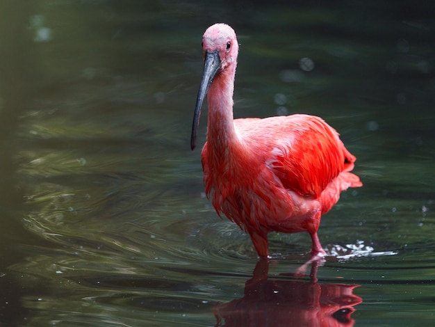 Foto scarlet ibis