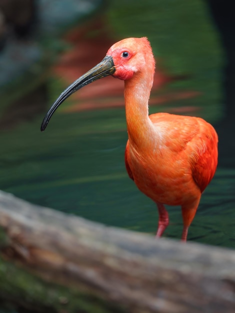 Scarlet Ibis