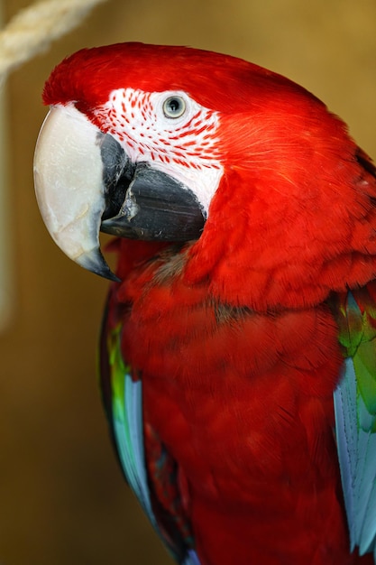 Scarlet Macaw