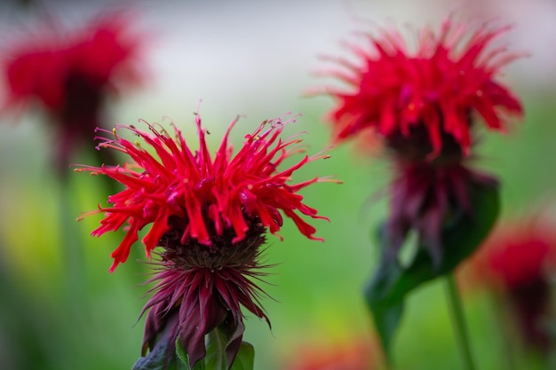 Scarlet monarda didyma Makrofotografie an einem Sommertag Beebalm Blumen Nahaufnahme Fotografie