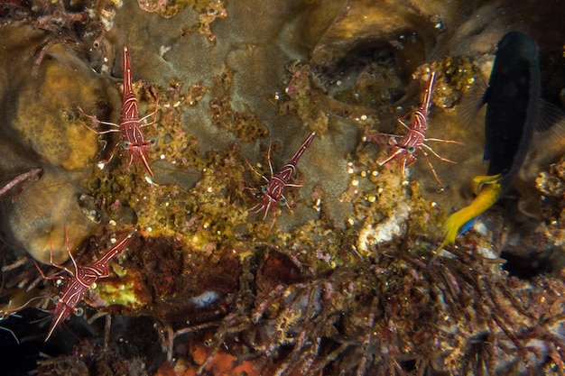 Scarlet Skunk Cleaner Shrimp cerrar macro