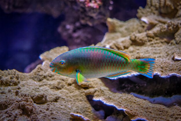 Scarus quoyifish quoys pez loro bajo el agua en el mar