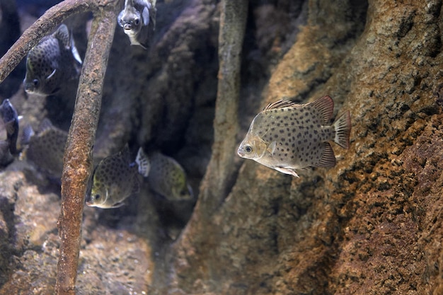 Scatophagus argus, o el excremento manchado es un pez de la familia de los excrementos Scatophagidae que nada entre ramas, piedras y otros peces de su tipo.