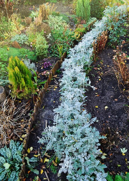 Scenic Herbst Blumenbeet in voller Herbstblüte Blumen im Herbstgarten Herbstgarten mit Herbstblumen