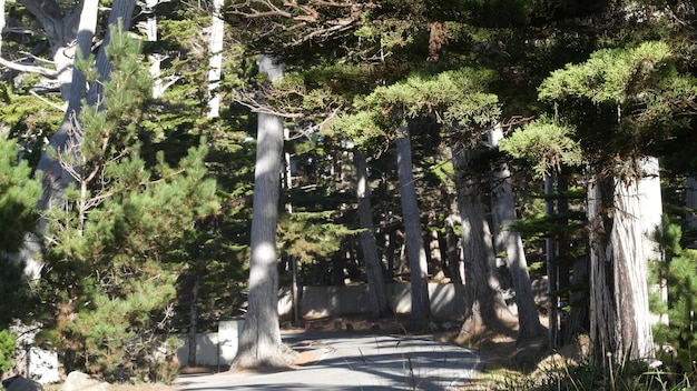 Scenic mile drive monterey california viaje por carretera a través del bosque de cipreses