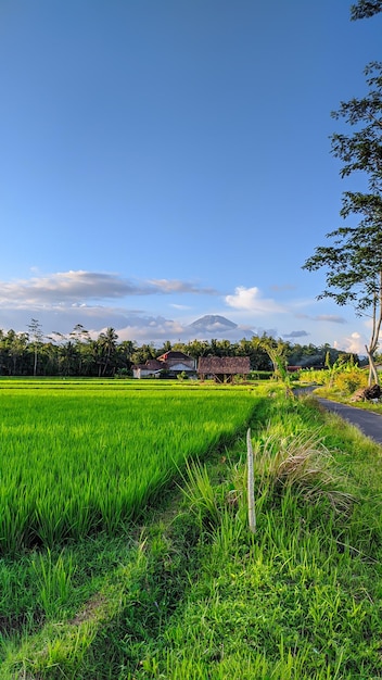 SCHÖNE ANSICHT DER INDONESISCHEN REISFELDER